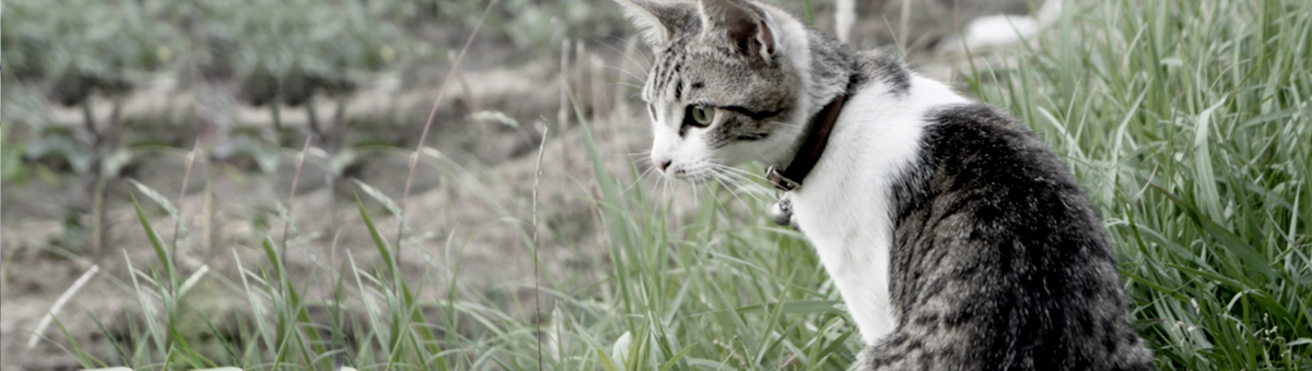 猫用丸革首輪
