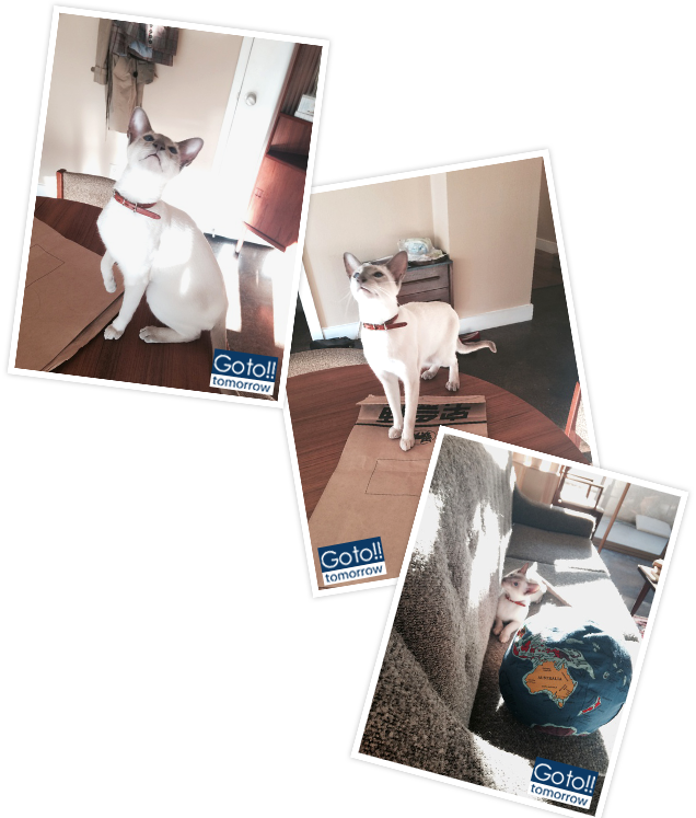 cat.png