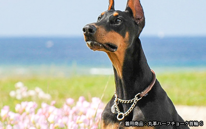 丸革ハーフチョーク首輪 S 小型犬 革の犬用リード 犬用首輪の通販 Goto Tomorrow