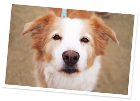 おやつ 高齢犬用 革の犬用リード 犬用首輪の通販 Goto Tomorrow おやつ 高齢犬用 革の犬用リード 犬用首輪の通販 Goto Tomorrow