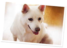 肥満犬イメージ