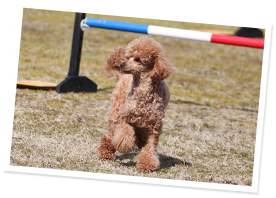 アレルギー犬イメージ