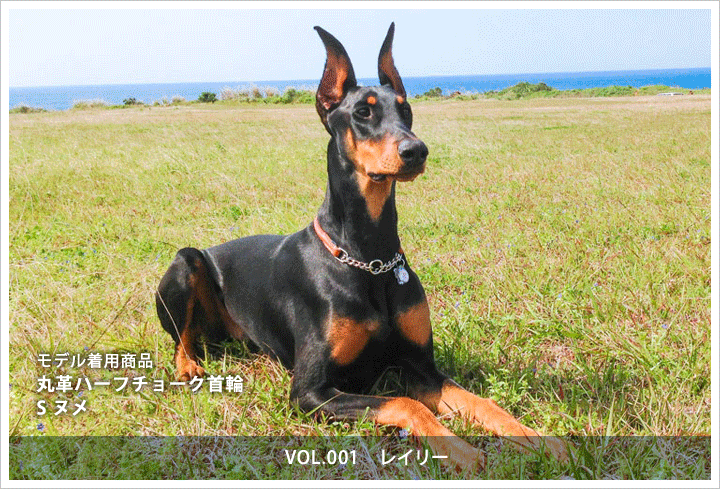 丸革ハーフチョーク首輪S　レイリー