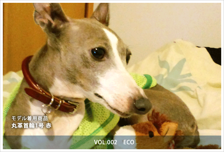 丸革首輪1号　ECO