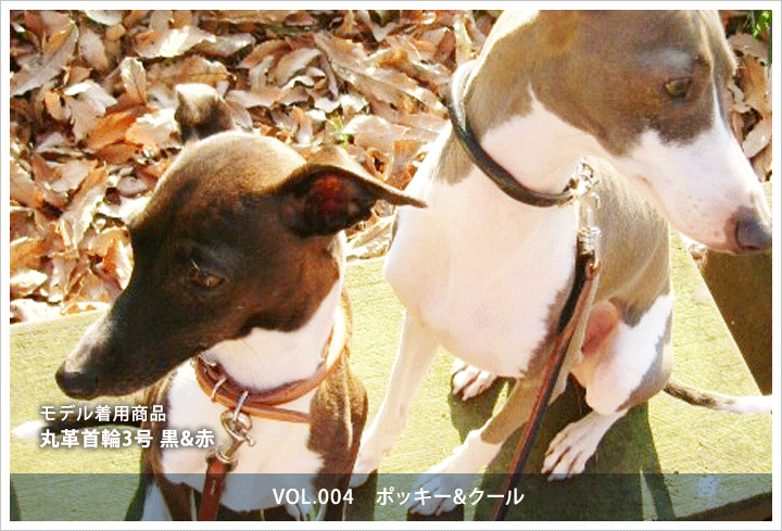 丸革首輪3号　ポッキー&クール