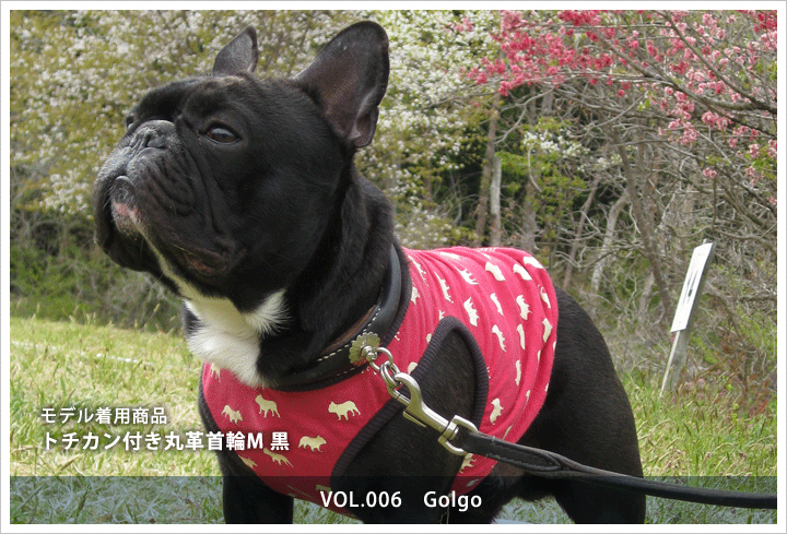 トチカン付き丸革首輪M　Golgo