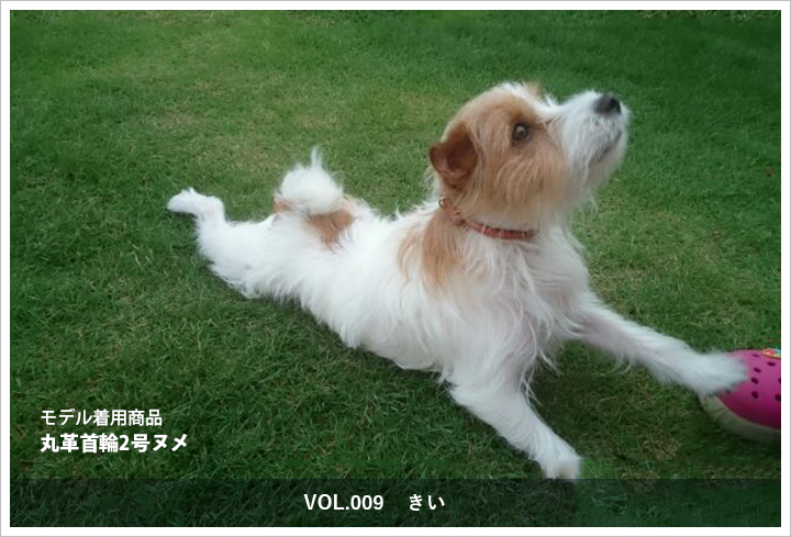 丸革首輪2号　きい