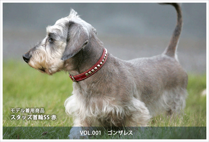スタッズ首輪SS　ゴンザレス