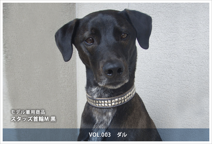 スタッズ首輪M　ダル