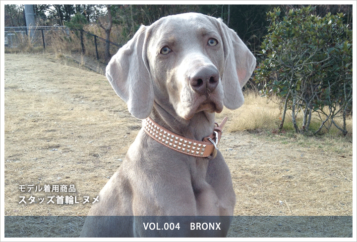 スタッズ首輪L　BRONX