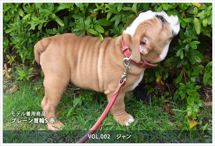 プレーン首輪S　ジャン
