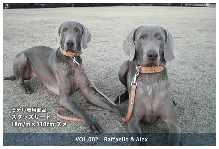 スタッズリード 18m/m×110cm　Raffaello & Alex